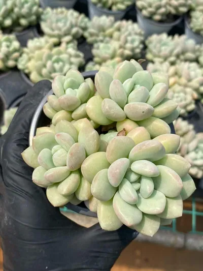 Bubble Gum Cluster — photo 2 of 6