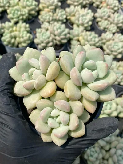 Bubble Gum Cluster — photo 3 of 6