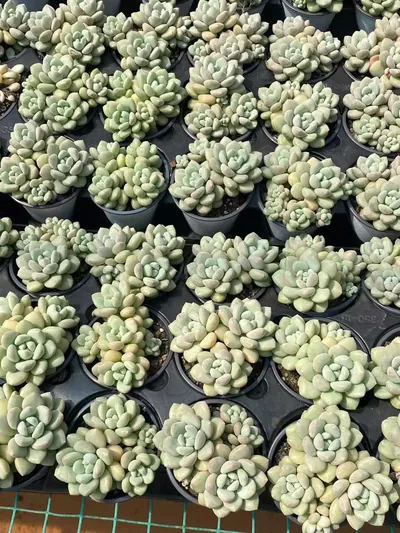 Bubble Gum Cluster — photo 4 of 6