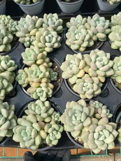 Bubble Gum Cluster — photo 5 of 6
