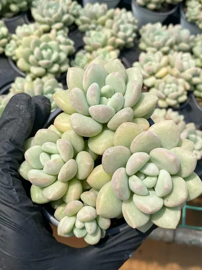 Bubble Gum Cluster — photo 6 of 6