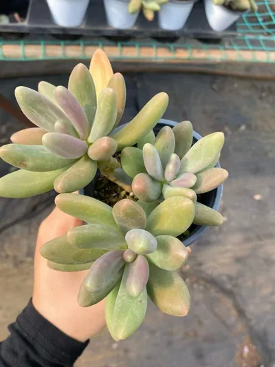 Candy Beauty Cluster — photo 2 of 6