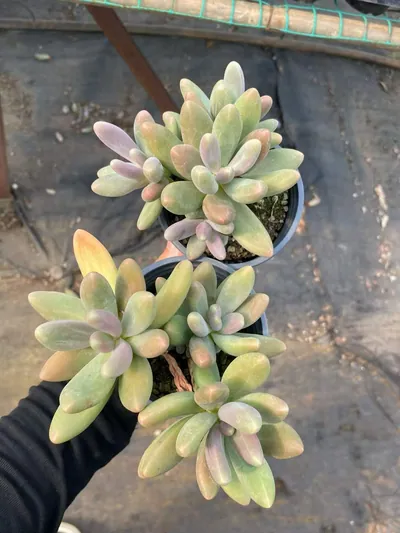 Candy Beauty Cluster — photo 3 of 6