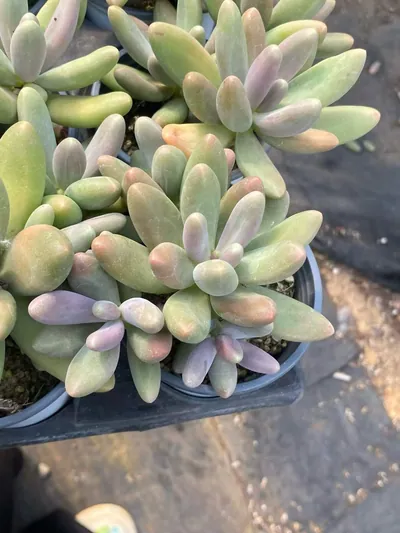 Candy Beauty Cluster — photo 4 of 6