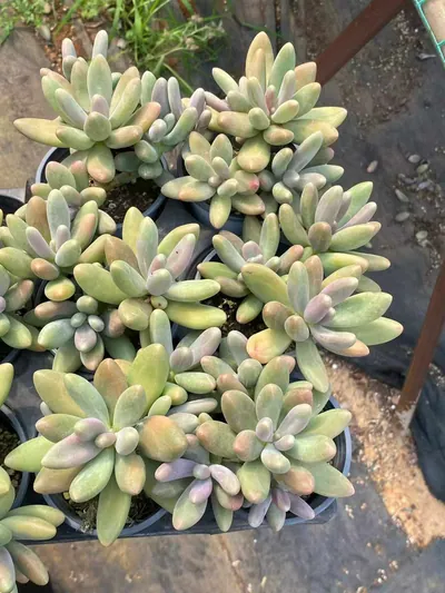 Candy Beauty Cluster — photo 5 of 6