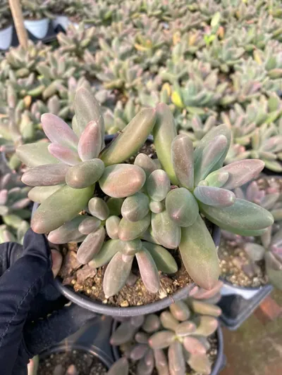 xPachyveria Candy Beauty Cluster succulent — wholesale export from Yunnan, China
