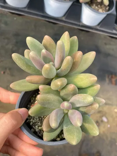 Candy Beauty Twin-head — wholesale Echeveria from Yunnan, China