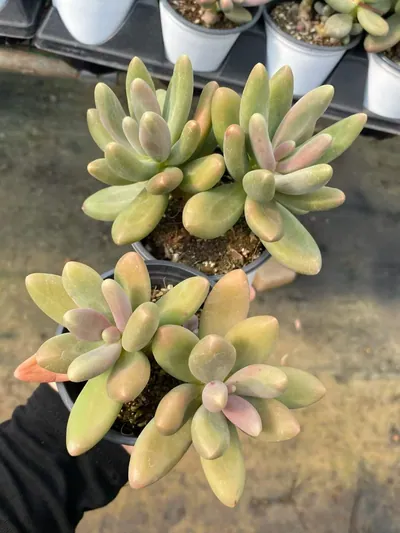 Candy Beauty Twin-head — photo 2 of 6