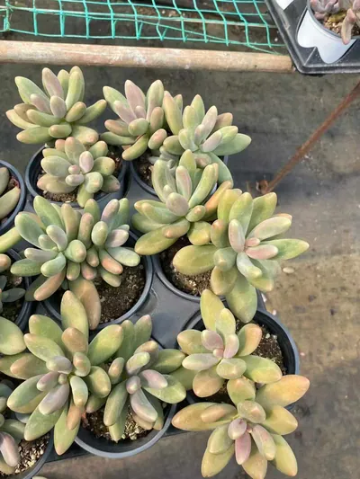 Candy Beauty Twin-head — photo 3 of 6