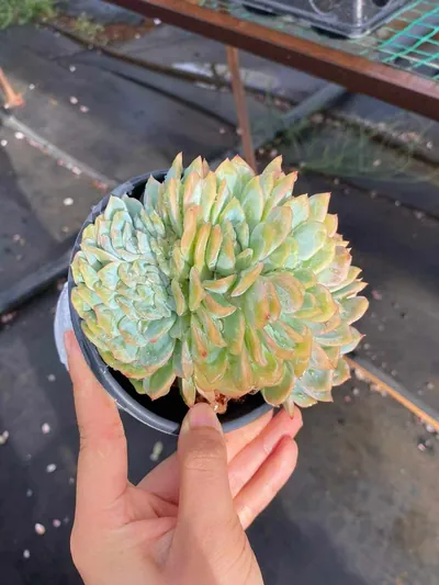 Candy Heart Bloom — wholesale Echeveria from Yunnan, China
