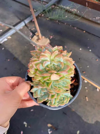Candy Heart Bloom — photo 2 of 5