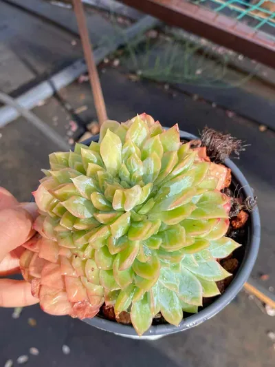 Candy Heart Bloom — photo 3 of 5