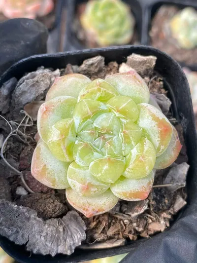 Candy Heart Deep Dream — wholesale Echeveria from Yunnan, China