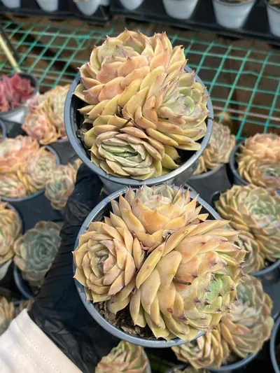Candy Heart Echeveria 'Onslow' Cluster — photo 3 of 6