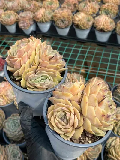 Candy Heart Echeveria 'Onslow' Cluster — photo 4 of 6