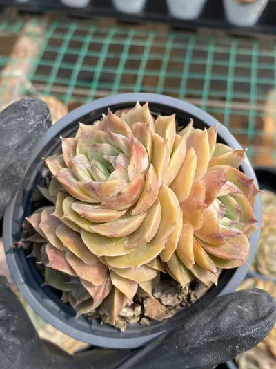 Candy Heart Echeveria 'Onslow' Cluster — photo 6 of 6