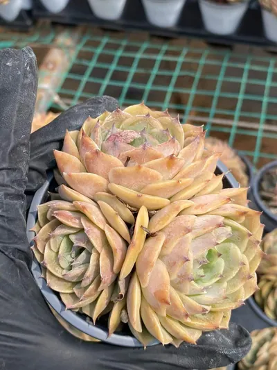 Echeveria Candy Heart Echeveria 'Onslow' Cluster succulent — wholesale export from Yunnan, China