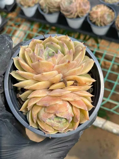 Candy Heart Echeveria 'Onslow' Twin-head — photo 3 of 6