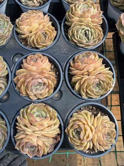 Candy Heart Echeveria 'Onslow' Twin-head — photo 4 of 6