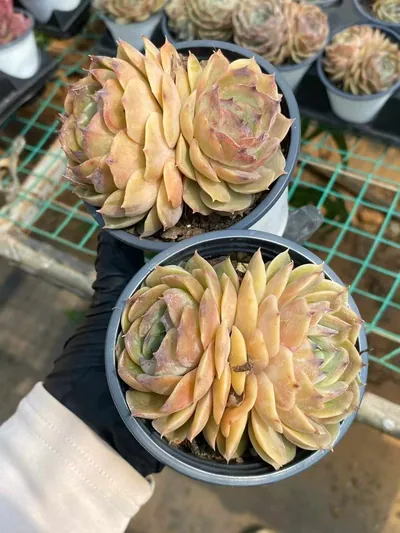Candy Heart Echeveria 'Onslow' Twin-head — photo 6 of 6