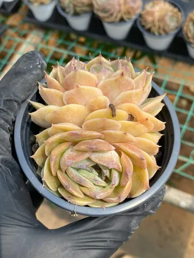 Echeveria Candy Heart Echeveria 'Onslow' Twin-head succulent — wholesale export from Yunnan, China