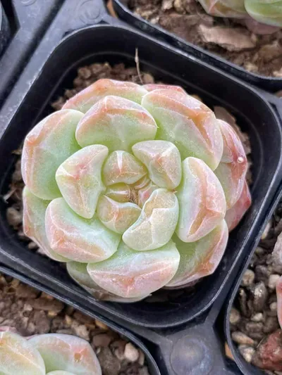 Candy Heart Select Deep Dream — wholesale Echeveria from Yunnan, China