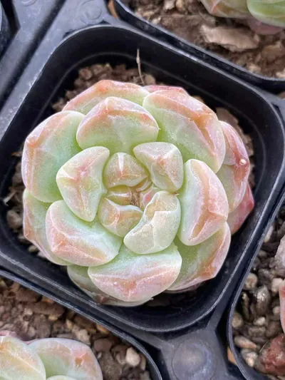 Candy Heart Select Deep Dream — wholesale Echeveria from Yunnan, China