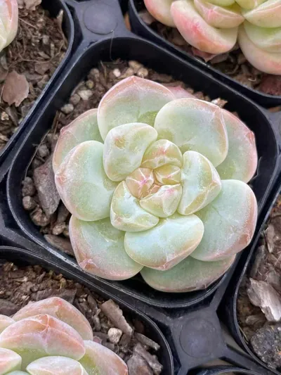 Candy Heart Select Deep Dream — photo 3 of 6