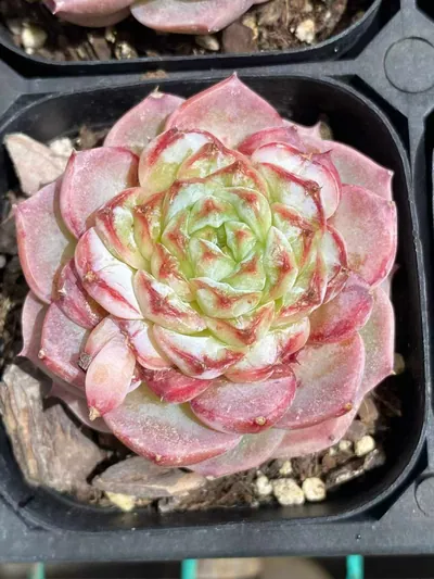Candy Heart Velvet — wholesale Echeveria from Yunnan, China