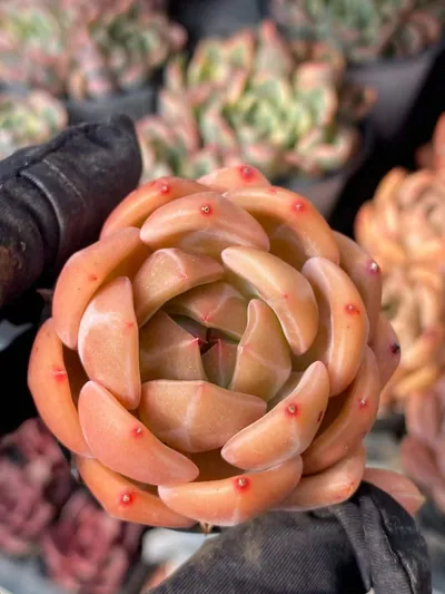 Champagne — wholesale Echeveria from Yunnan, China