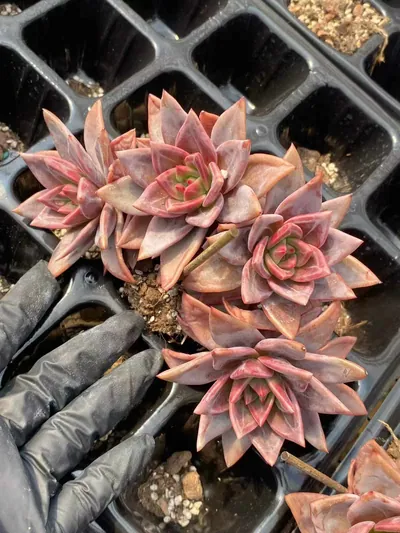 Champagne — wholesale Echeveria from Yunnan, China