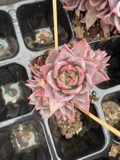 Champagne Mixed (3-4 Heads) — wholesale Echeveria from Yunnan, China