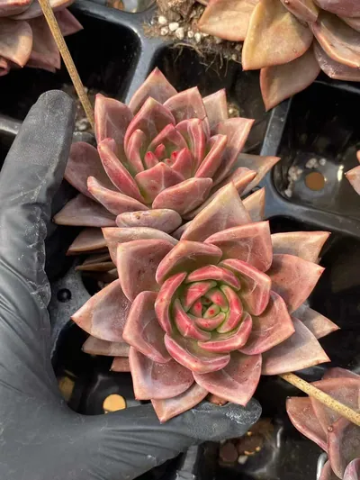 Champagne Twin-head — wholesale Echeveria from Yunnan, China