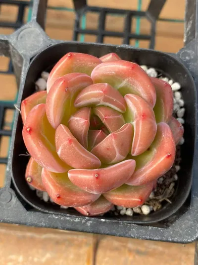 Echeveria Charlotte Champagne succulent — wholesale export from Yunnan, China