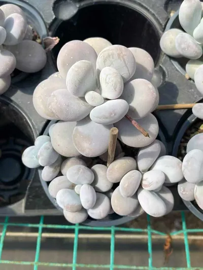 Cheese — wholesale Rare Succulents from Yunnan, China