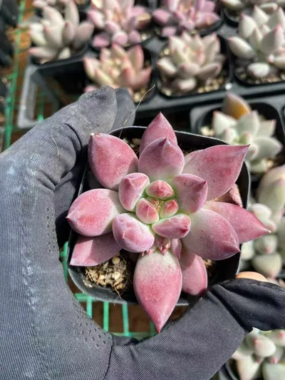 Chubby Poppy — wholesale Echeveria from Yunnan, China