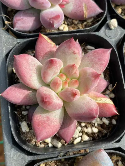 Chubby Poppy — photo 4 of 6