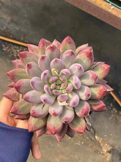 Chubby Poppy, Large Single — photo 1 of 5