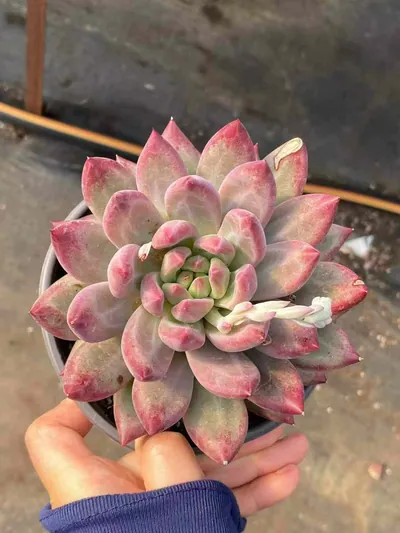 Chubby Poppy, Large Single — photo 2 of 5