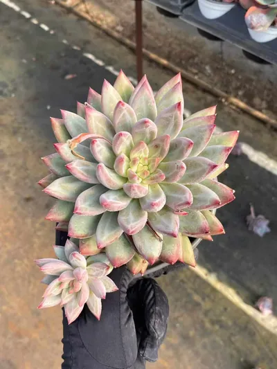 Chubby Poppy w/ Offsets — photo 2 of 6