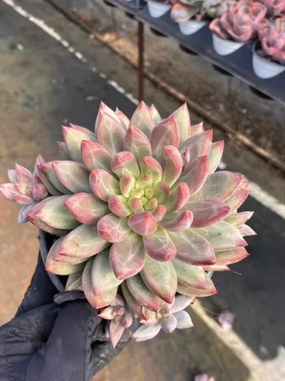 Chubby Poppy w/ Offsets — photo 3 of 6