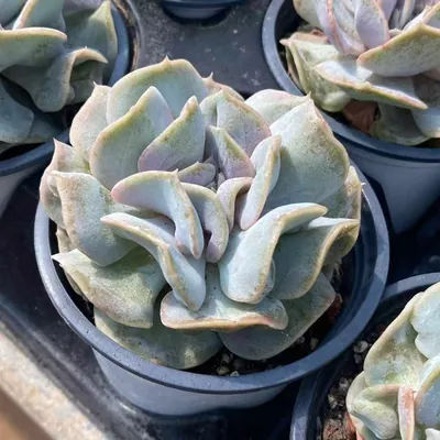 Cloud Fairy — wholesale Echeveria from Yunnan, China