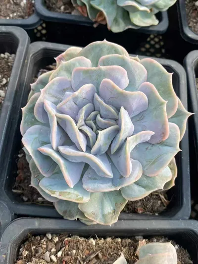 Echeveria Cloud Fairy succulent — wholesale export from Yunnan, China