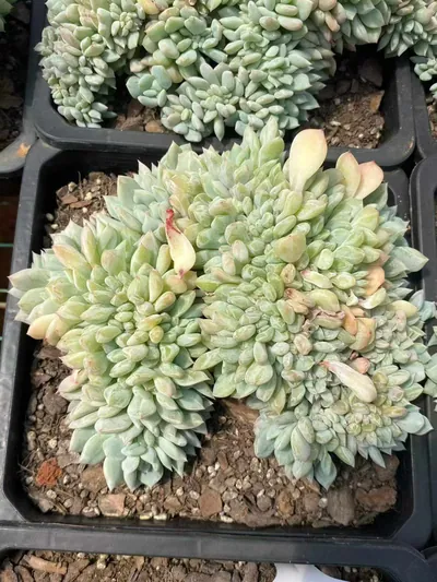 Cody Crested — photo 2 of 6
