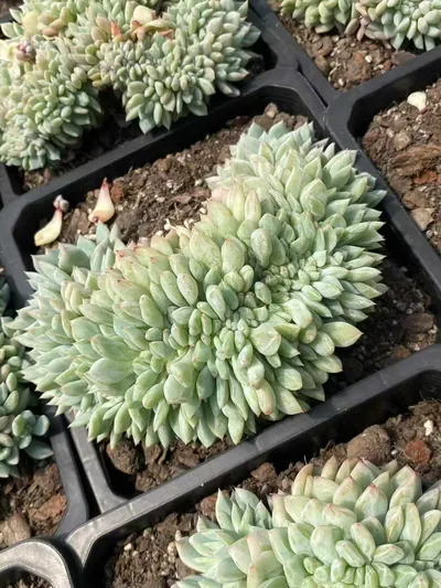 Cody Crested — photo 3 of 6