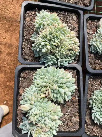 Cody Crested — photo 5 of 6