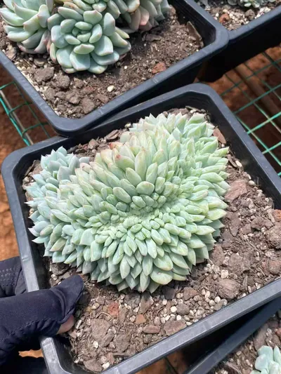 Cody Crested — photo 6 of 6