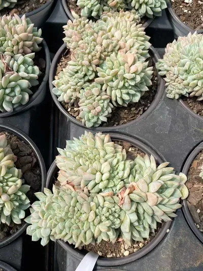 Cody Crested — photo 2 of 6