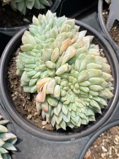 Cody Crested — photo 3 of 6