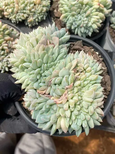 Cody Crested — photo 4 of 6